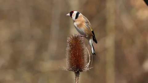 Goldfinch 2 Stock Footage 172476471