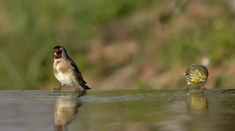 Goldfinch and Serin Stock Footage 45962243