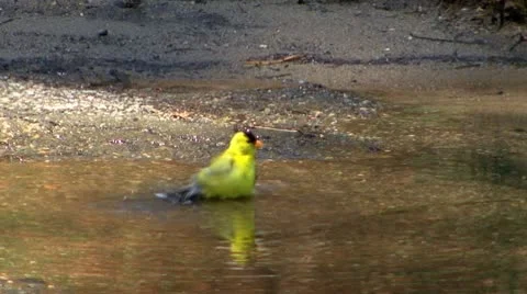 Goldfinch bath; 2 Stock Footage 8914482