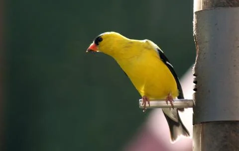 Goldfinch Bend Stock Photos