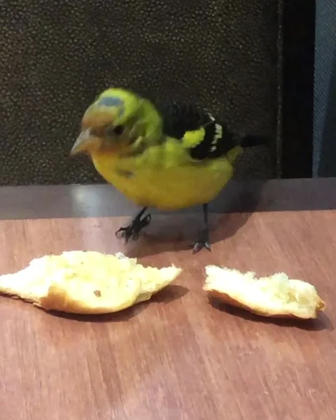 Goldfinch bird eating Stock Footage 151352393