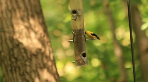 Goldfinch at bird feeder Video stock 8777866