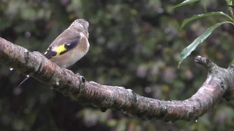 Goldfinch Bird Stock Footage 229753216