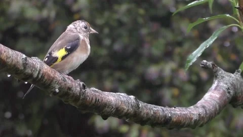 Goldfinch Bird Stock Footage 229753218