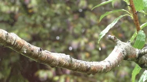 Goldfinch Bird Stock Footage 229753220