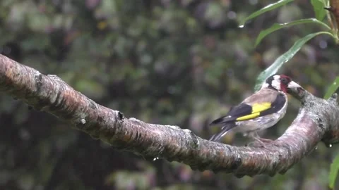 Goldfinch Bird Stock Footage 229753235
