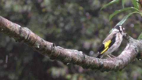 Goldfinch Bird Stock Footage 229753238
