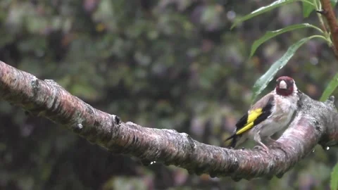 Goldfinch Bird Video stock 229753243