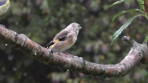 Goldfinch Bird Stock Footage 229753251