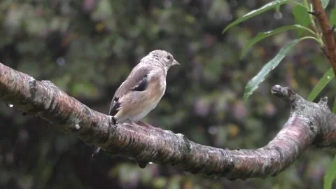Goldfinch Bird Stock Footage 229753259