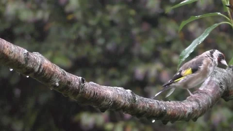 Goldfinch Bird Video stock 229753270
