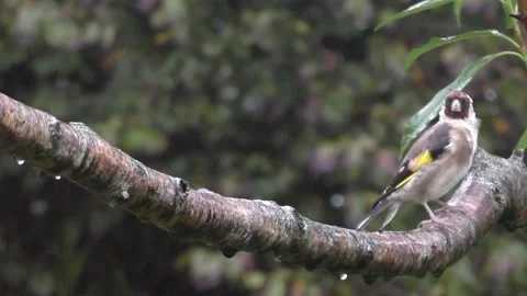 Goldfinch Bird Stock Footage 229753288