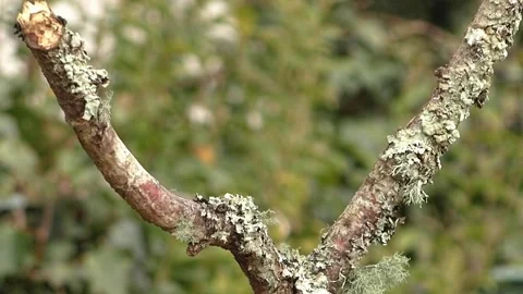 Goldfinch Bird Stock Footage 229753299