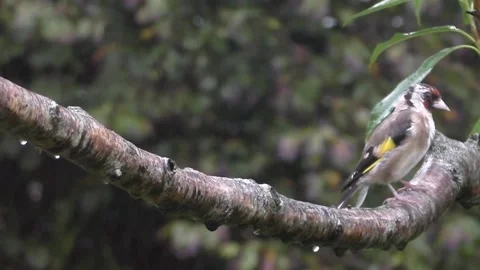 Goldfinch Bird Video stock 229753314