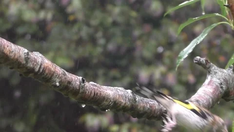 Goldfinch Bird Stock Footage 229753326