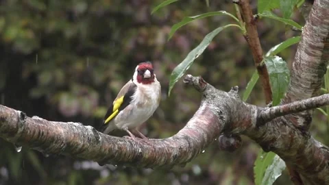 Goldfinch Bird Stock Footage 229753339