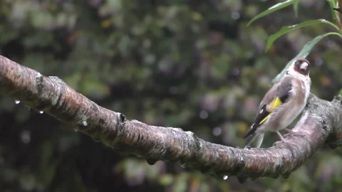 Goldfinch Bird Stock Footage 229753342