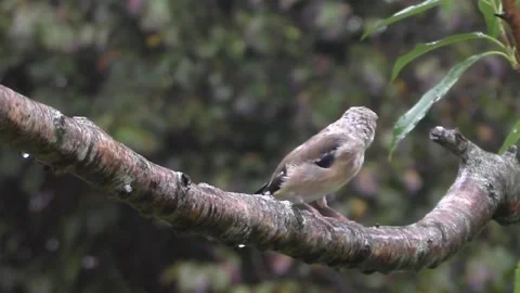 Goldfinch Bird Stock Footage 229753345