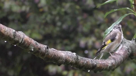 Goldfinch Bird Stock Footage 229753351
