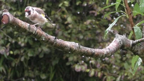 Goldfinch Bird Stock Footage 229753376