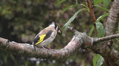 Goldfinch Bird Stock Footage 229753398