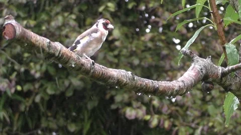 Goldfinch Bird Stock Footage 229753399
