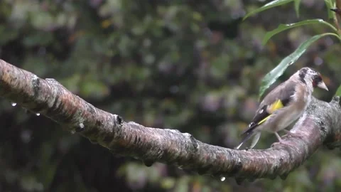 Goldfinch Bird Stock Footage 229753432