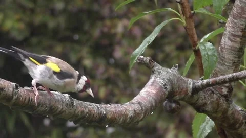 Goldfinch Bird Stock Footage 229753444