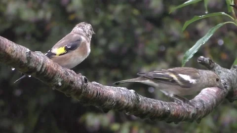 Goldfinch Bird Stock Footage 229753445