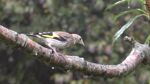 Goldfinch Bird Stock Footage 229753469