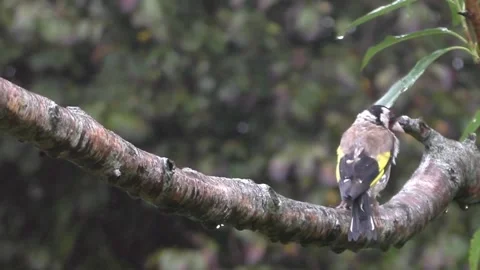 Goldfinch Bird Stock Footage 229753471