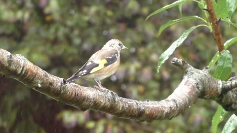 Goldfinch Bird Stock Footage 229753485