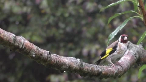 Goldfinch Bird Stock Footage 229753487