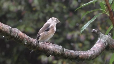 Goldfinch Bird Video stock 229753504