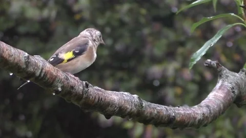 Goldfinch Bird Stock Footage 229753505