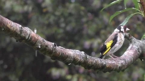 Goldfinch Bird Stock Footage 229753509