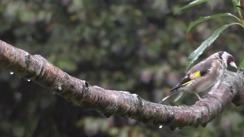 Goldfinch Bird Stock Footage 229753510