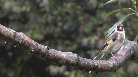 Goldfinch Bird Stock Footage 229753517