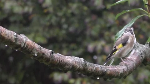 Goldfinch Bird Stock Footage 229753518