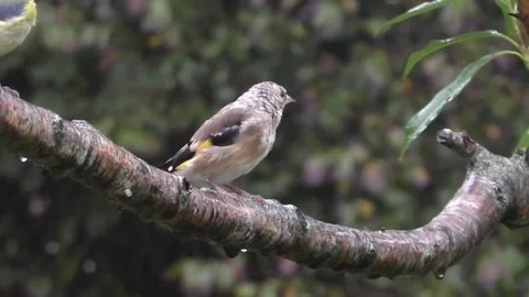 Goldfinch Bird Stock Footage 229753525