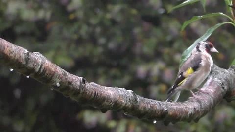 Goldfinch Bird Stock Footage 229753528