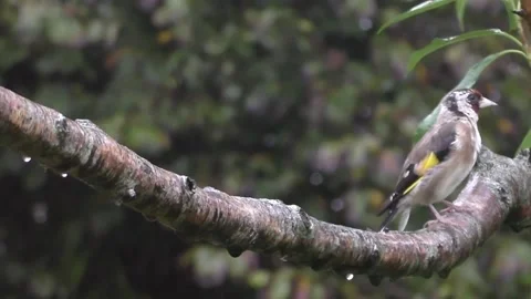 Goldfinch Bird Stock Footage 229753530