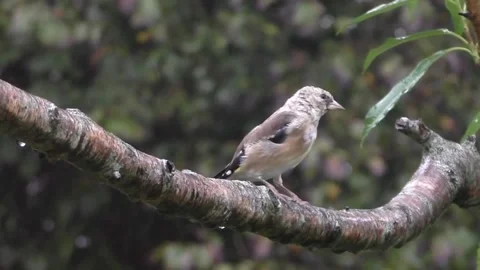 Goldfinch Bird Stock Footage 229753535