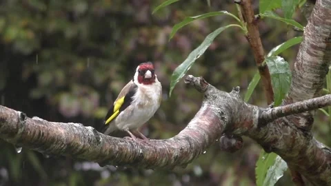 Goldfinch Bird Video stock 229753537