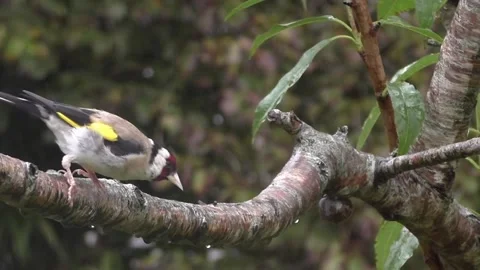 Goldfinch Bird Stock Footage 229753539