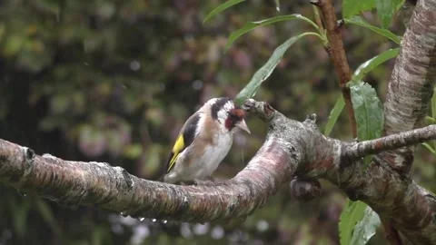 Goldfinch Bird 스톡 동영상 229753543