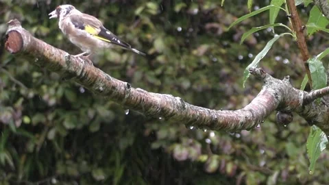 Goldfinch Bird Stock Footage 229753544
