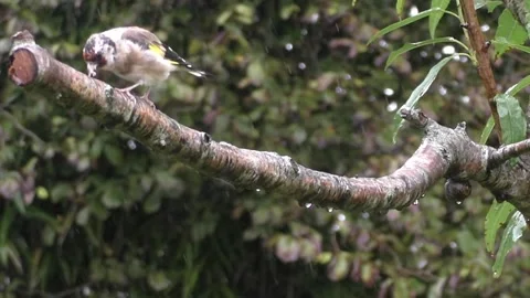 Goldfinch Bird Stock Footage 229753548