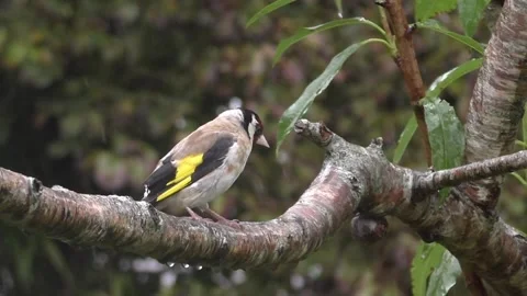 Goldfinch Bird Stock Footage 229753551