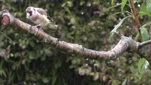 Goldfinch Bird Stock Footage 229753558
